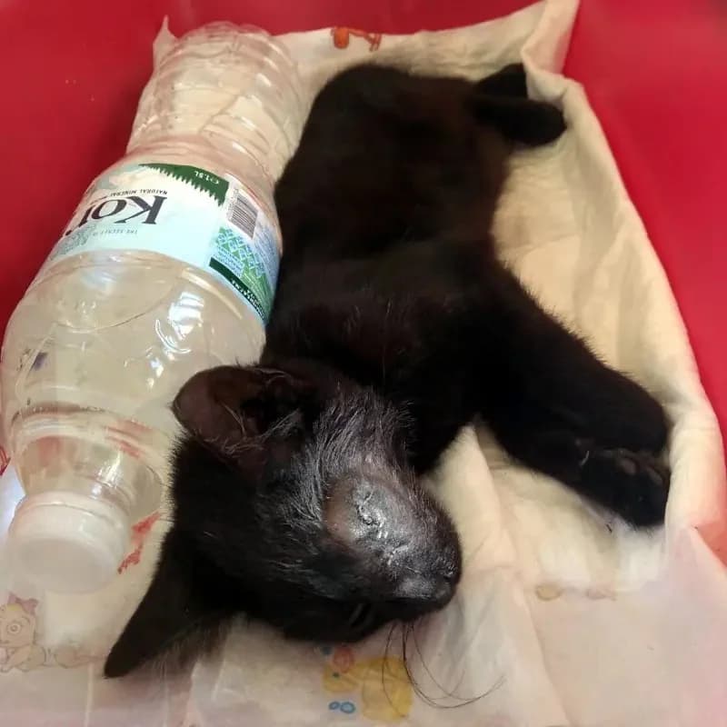 MONAKIS 
joseba 
(† 27. Mai 2025), male mixed breed for adoption at Cats at Andros e.V. — photo 2 of 8