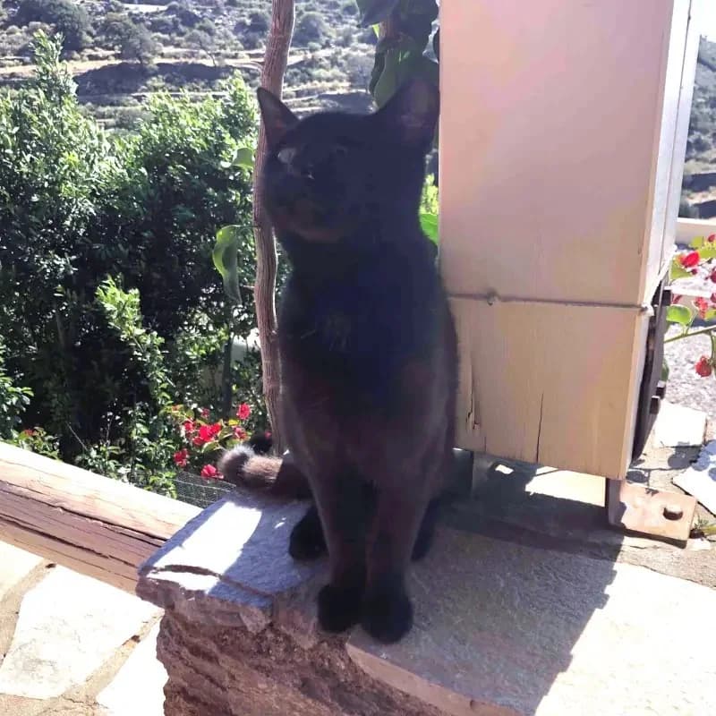 MONAKIS 
joseba 
(† 27. Mai 2025), male mixed breed for adoption at Cats at Andros e.V. — photo 3 of 8