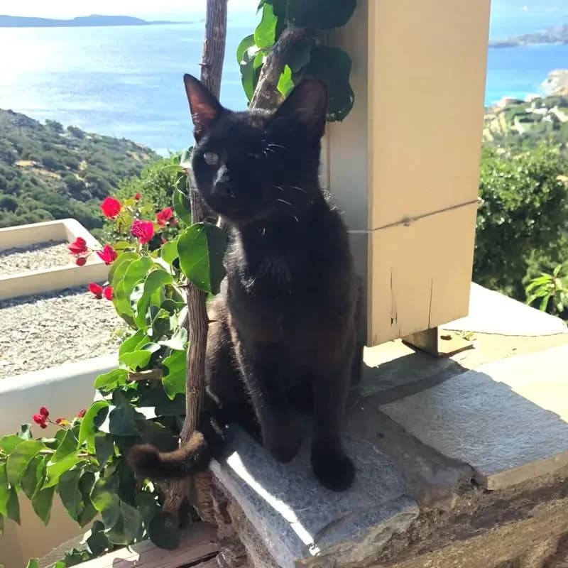 MONAKIS 
joseba 
(† 27. Mai 2025), male mixed breed for adoption at Cats at Andros e.V. — photo 4 of 8