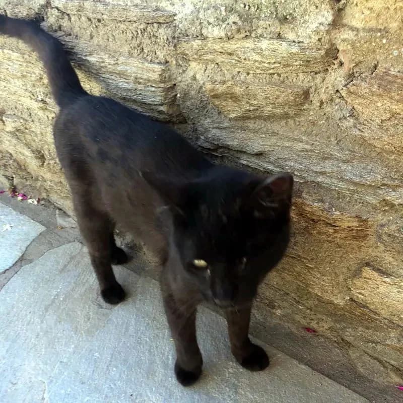 MONAKIS 
joseba 
(† 27. Mai 2025), male mixed breed for adoption at Cats at Andros e.V. — photo 5 of 8