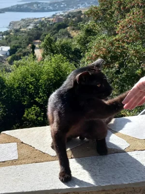 MONAKIS 
joseba 
(† 27. Mai 2025), male mixed breed for adoption at Cats at Andros e.V. — photo 6 of 8