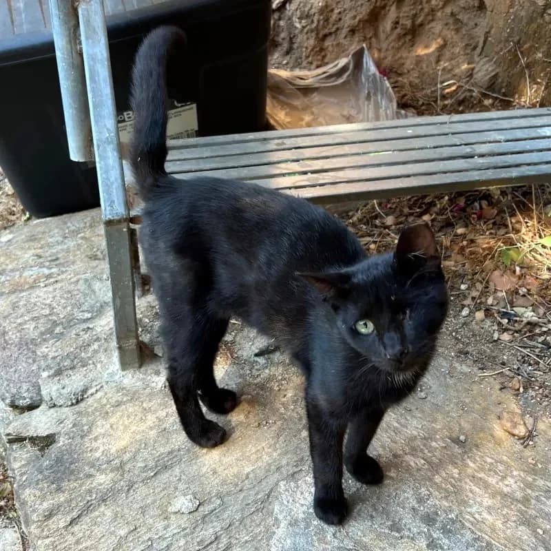 MONAKIS 
joseba 
(† 27. Mai 2025), male mixed breed for adoption at Cats at Andros e.V. — photo 7 of 8