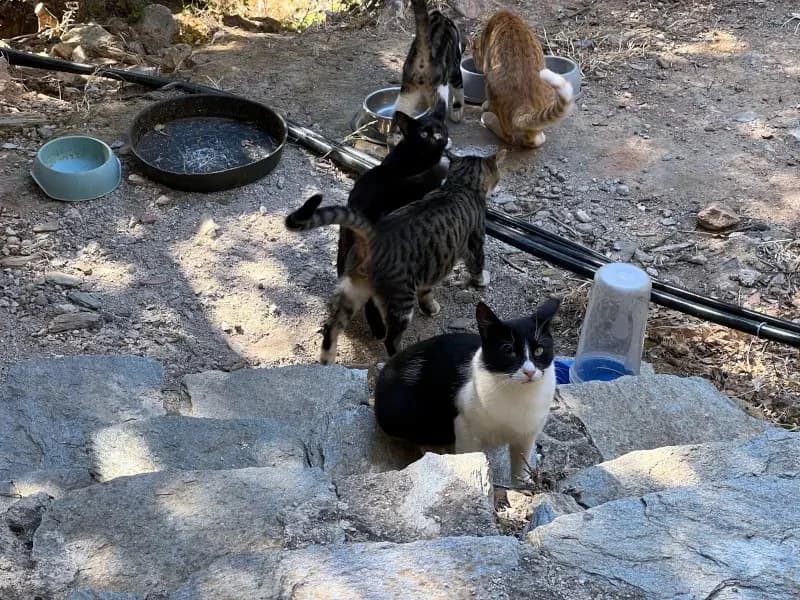 MONAKIS 
joseba 
(† 27. Mai 2025), male mixed breed for adoption at Cats at Andros e.V. — photo 8 of 8