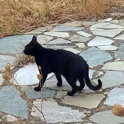 NICKI 
(† 31. Mai 2025), female mixed breed for adoption at Cats at Andros e.V.