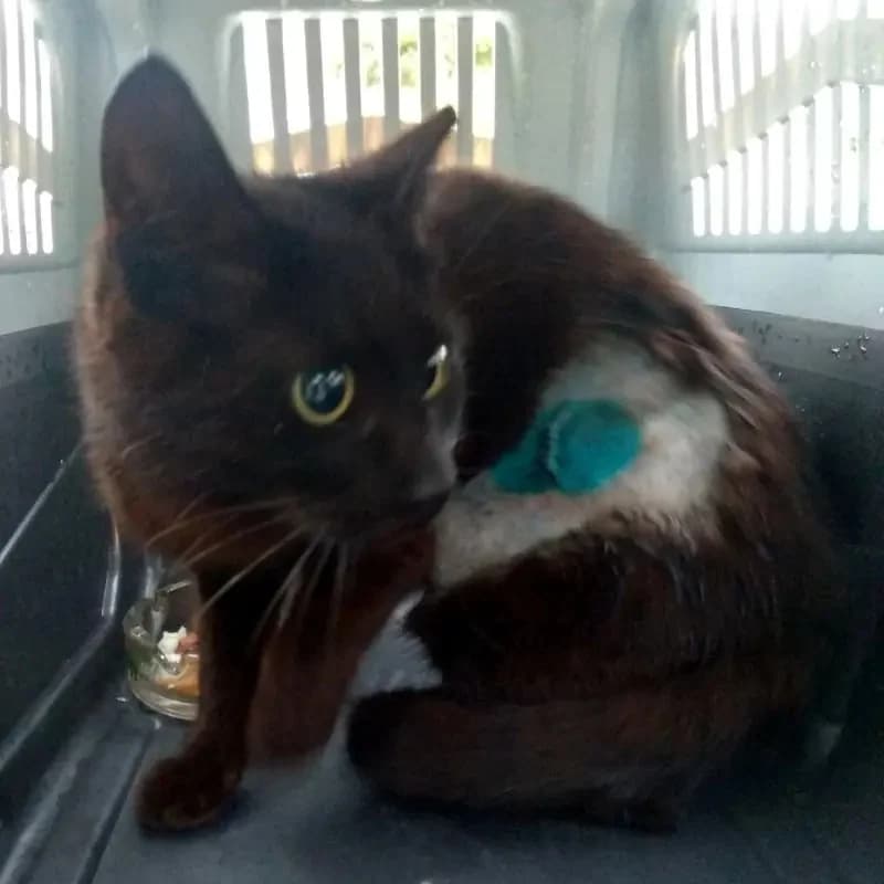 NICKI 
(† 31. Mai 2025), female mixed breed for adoption at Cats at Andros e.V. — photo 2 of 4