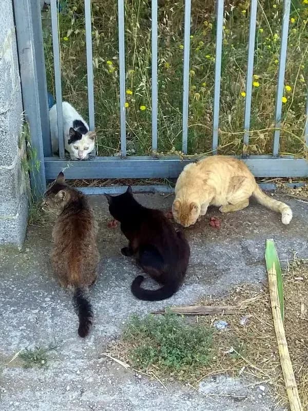 NICKI 
(† 31. Mai 2025), female mixed breed for adoption at Cats at Andros e.V. — photo 3 of 4