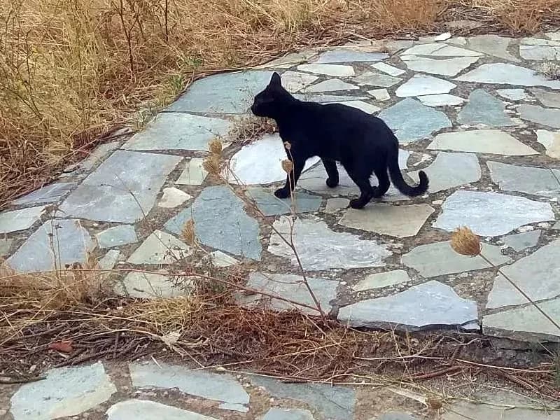 NICKI 
(† 31. Mai 2025), female mixed breed for adoption at Cats at Andros e.V. — photo 4 of 4