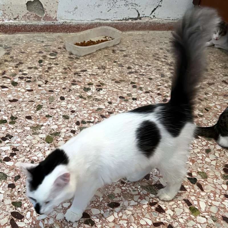 MONICA 
(† 13. Juni 2025), female mixed breed for adoption at Cats at Andros e.V.