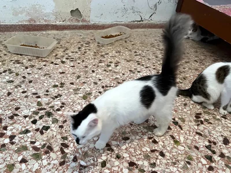 MONICA 
(† 13. Juni 2025), female mixed breed for adoption at Cats at Andros e.V. — photo 2 of 4