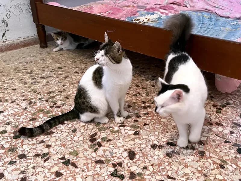 MONICA 
(† 13. Juni 2025), female mixed breed for adoption at Cats at Andros e.V. — photo 3 of 4