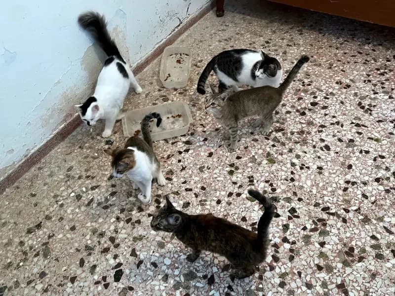 MONICA 
(† 13. Juni 2025), female mixed breed for adoption at Cats at Andros e.V. — photo 4 of 4