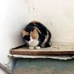 OMORFOULA 
(† 16. Juni 2025), female mixed breed for adoption at Cats at Andros e.V.