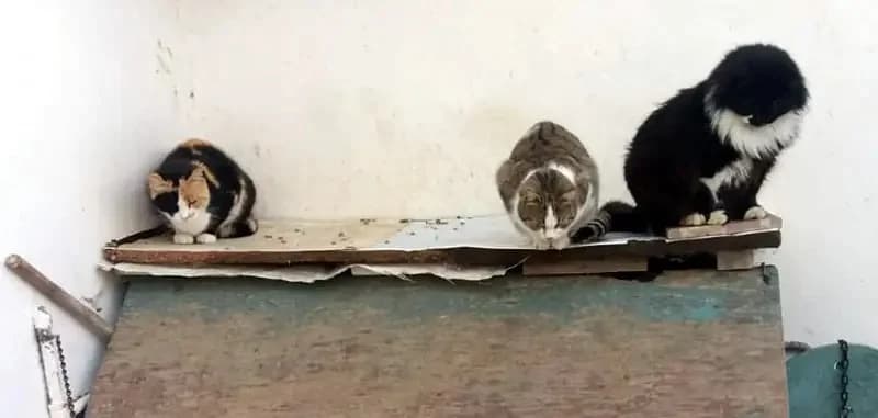 OMORFOULA 
(† 16. Juni 2025), female mixed breed for adoption at Cats at Andros e.V. — photo 2 of 5