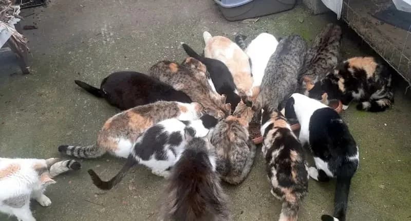 OMORFOULA 
(† 16. Juni 2025), female mixed breed for adoption at Cats at Andros e.V. — photo 3 of 5