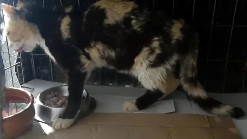 OMORFOULA 
(† 16. Juni 2025), female mixed breed for adoption at Cats at Andros e.V. — photo 4 of 5