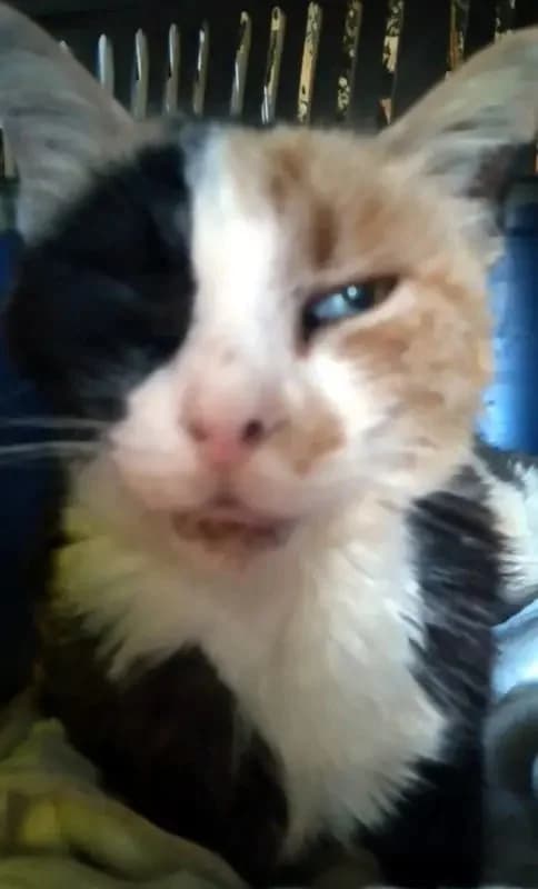 OMORFOULA 
(† 16. Juni 2025), female mixed breed for adoption at Cats at Andros e.V. — photo 5 of 5