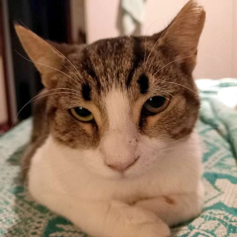 LIGHTSPOT 
louloudi 
(† 28. Juni 2025), female mixed breed for adoption at Cats at Andros e.V.