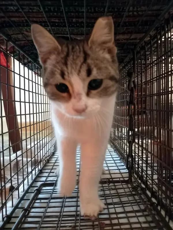 LIGHTSPOT 
louloudi 
(† 28. Juni 2025), female mixed breed for adoption at Cats at Andros e.V. — photo 2 of 5