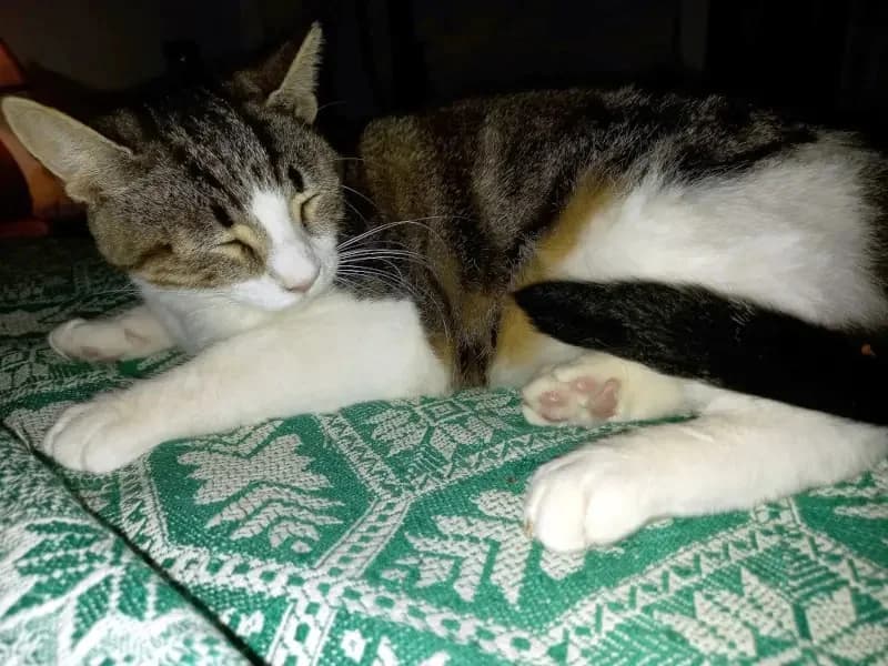 LIGHTSPOT 
louloudi 
(† 28. Juni 2025), female mixed breed for adoption at Cats at Andros e.V. — photo 4 of 5