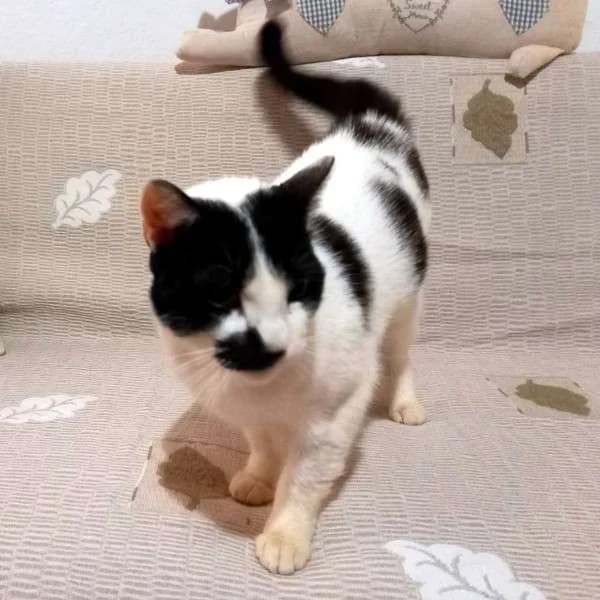 DAISY, female mixed breed for adoption at Cats at Andros e.V.