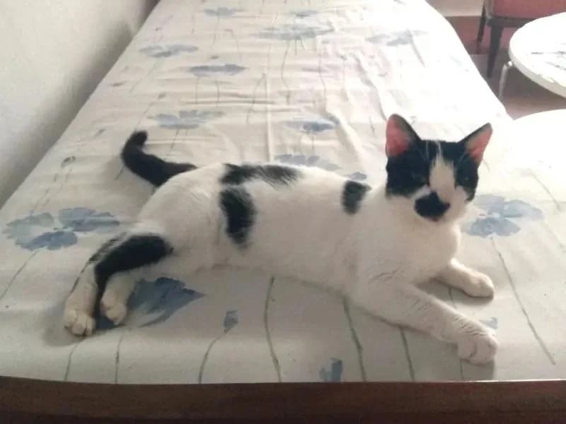 DAISY, female mixed breed for adoption at Cats at Andros e.V. — photo 2 of 2