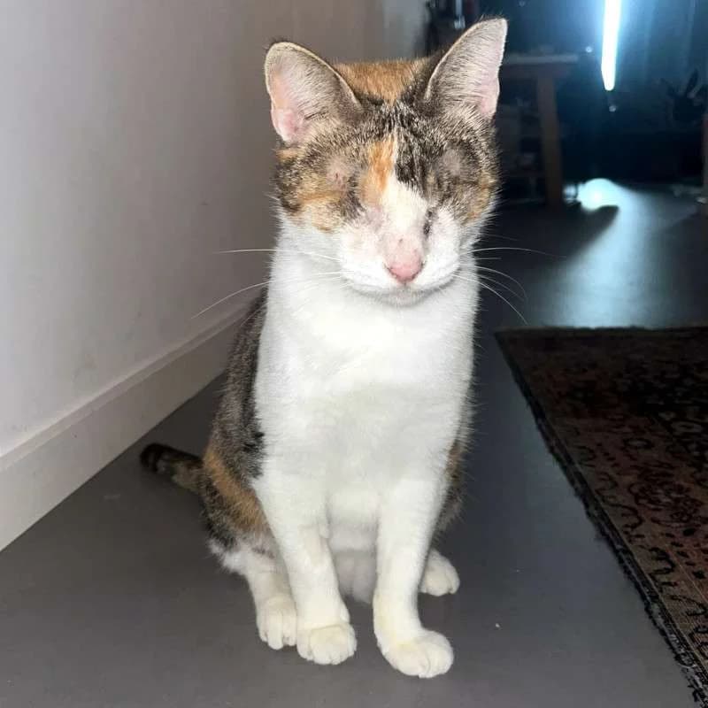 CAROLINE
Blindchen möchte kuscheln statt gucken, male mixed breed for adoption at Cats at Andros e.V.