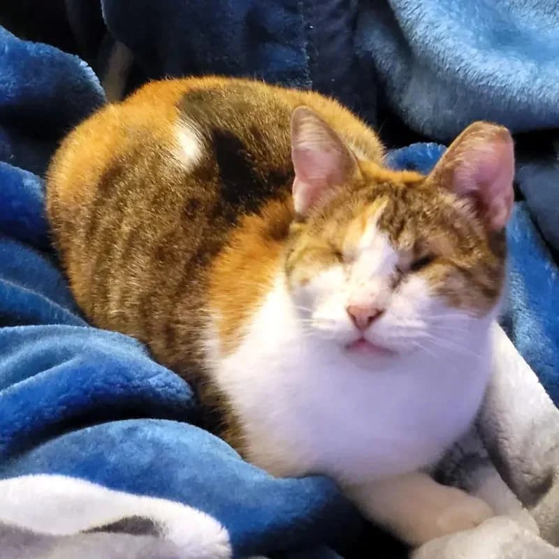 CAROLINE
Blindchen möchte kuscheln statt gucken, male mixed breed for adoption at Cats at Andros e.V. — photo 2 of 12