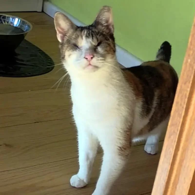 CAROLINE
Blindchen möchte kuscheln statt gucken, male mixed breed for adoption at Cats at Andros e.V. — photo 3 of 12