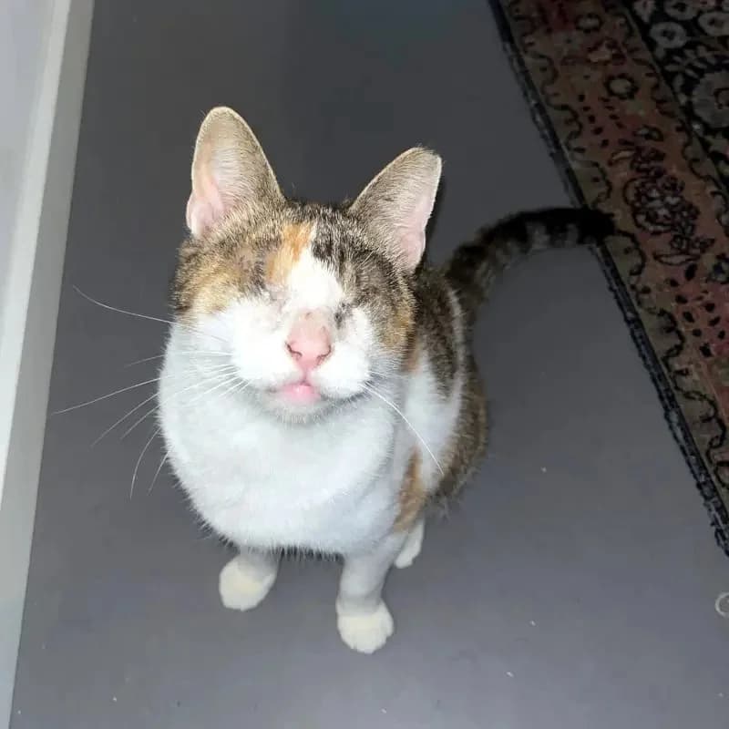 CAROLINE
Blindchen möchte kuscheln statt gucken, male mixed breed for adoption at Cats at Andros e.V. — photo 4 of 12