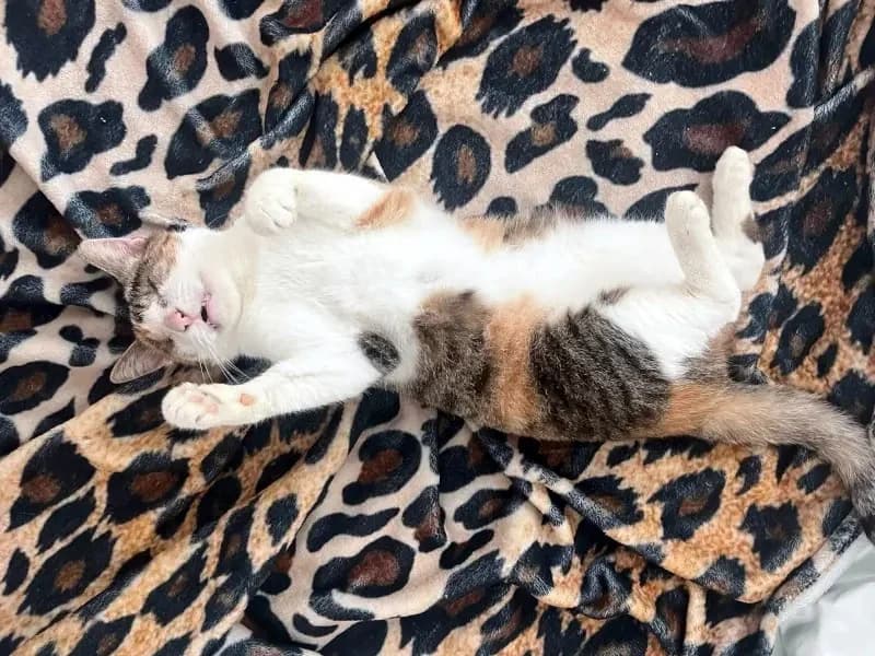 CAROLINE
Blindchen möchte kuscheln statt gucken, male mixed breed for adoption at Cats at Andros e.V. — photo 5 of 12