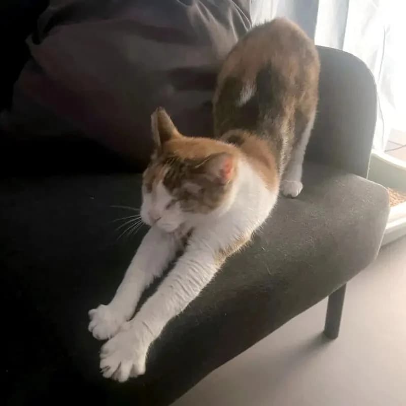 CAROLINE
Blindchen möchte kuscheln statt gucken, male mixed breed for adoption at Cats at Andros e.V. — photo 6 of 12