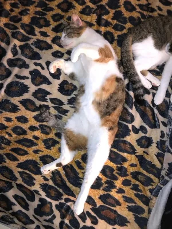 CAROLINE
Blindchen möchte kuscheln statt gucken, male mixed breed for adoption at Cats at Andros e.V. — photo 7 of 12