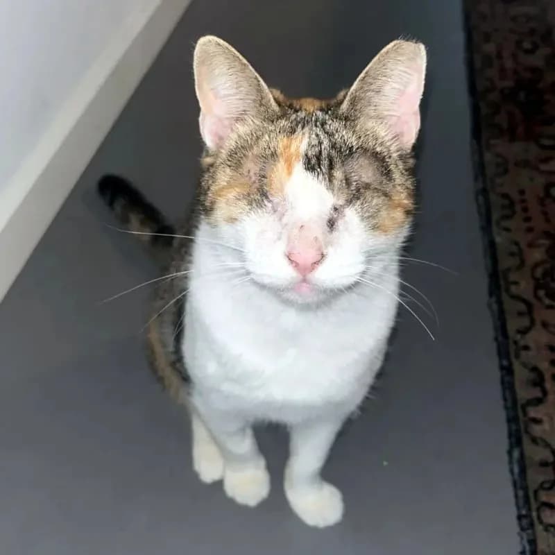 CAROLINE
Blindchen möchte kuscheln statt gucken, male mixed breed for adoption at Cats at Andros e.V. — photo 8 of 12