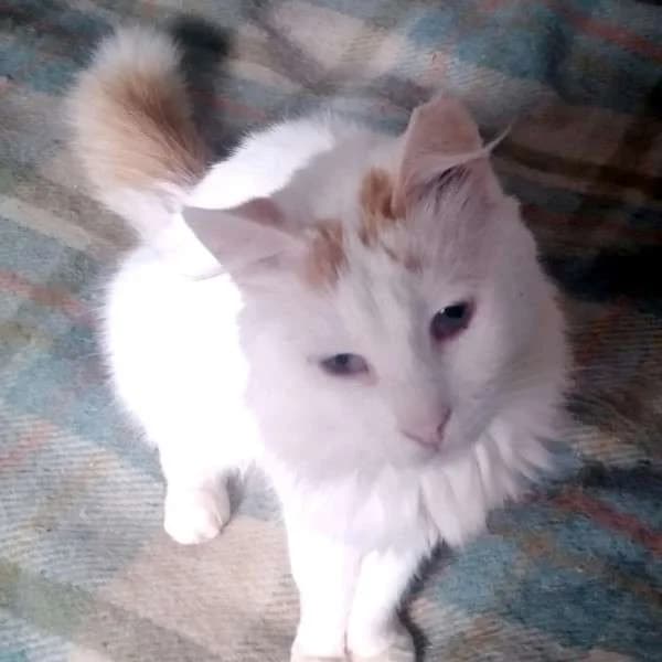 LOUSI, male mixed breed for adoption at Cats at Andros e.V.