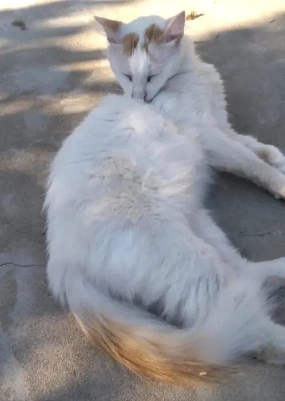 LOUSI, male mixed breed for adoption at Cats at Andros e.V. — photo 2 of 4