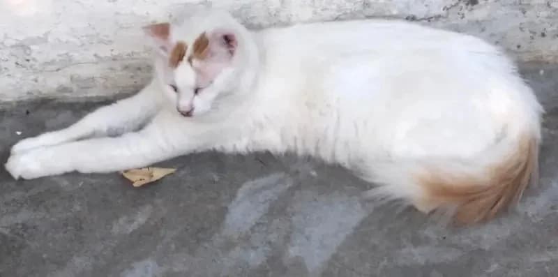 LOUSI, male mixed breed for adoption at Cats at Andros e.V. — photo 3 of 4