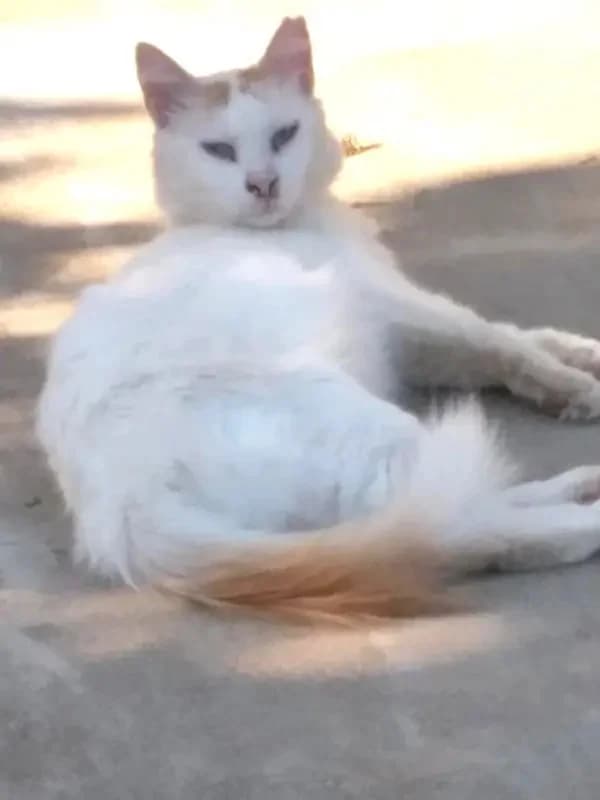 LOUSI, male mixed breed for adoption at Cats at Andros e.V. — photo 4 of 4