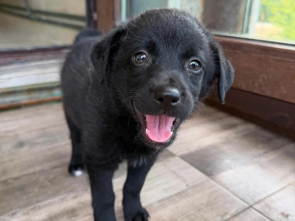 Anni, Mixed Breed (Claudias Herzenshunde)