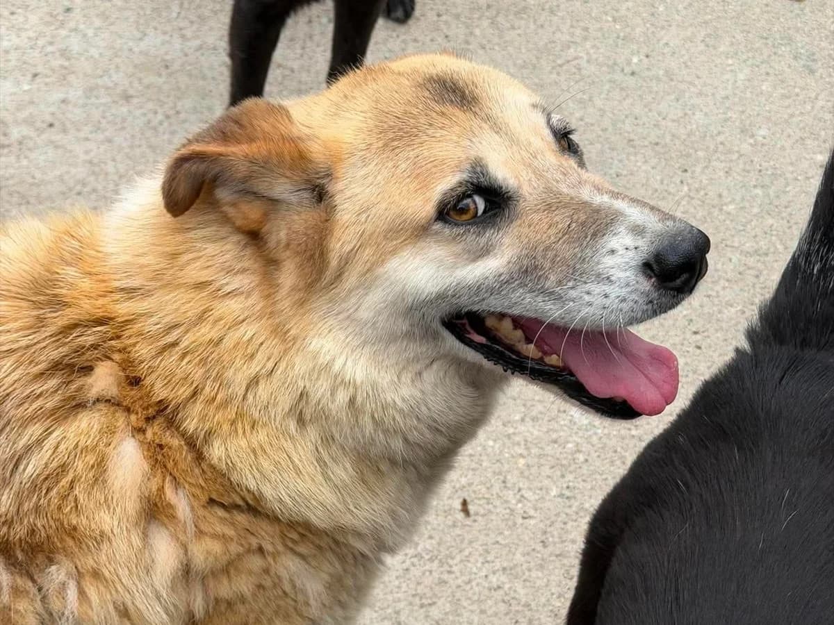 Anny, female young Mixed Breed for adoption at Claudias Herzenshunde, Germany