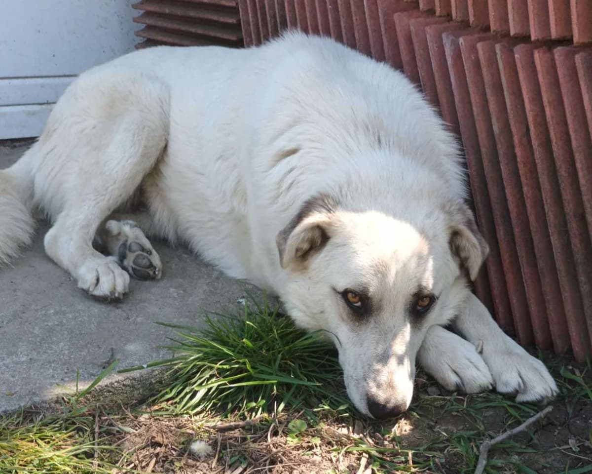 Aron, male young mixed breed for adoption at Claudias Herzenshunde, Germany