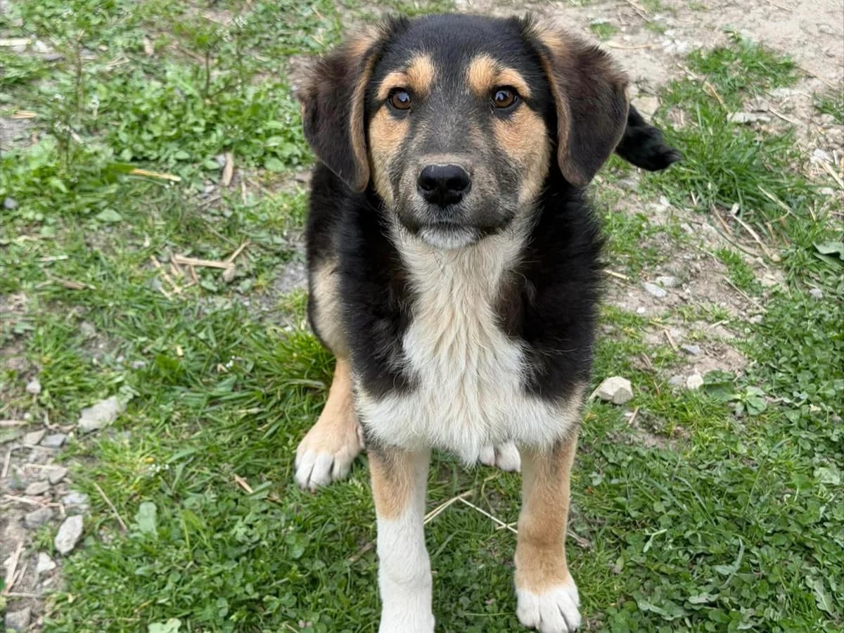 Daja RESERVIERT in 31863 Coppenbrügge, Mixed Breed (Claudias Herzenshunde)