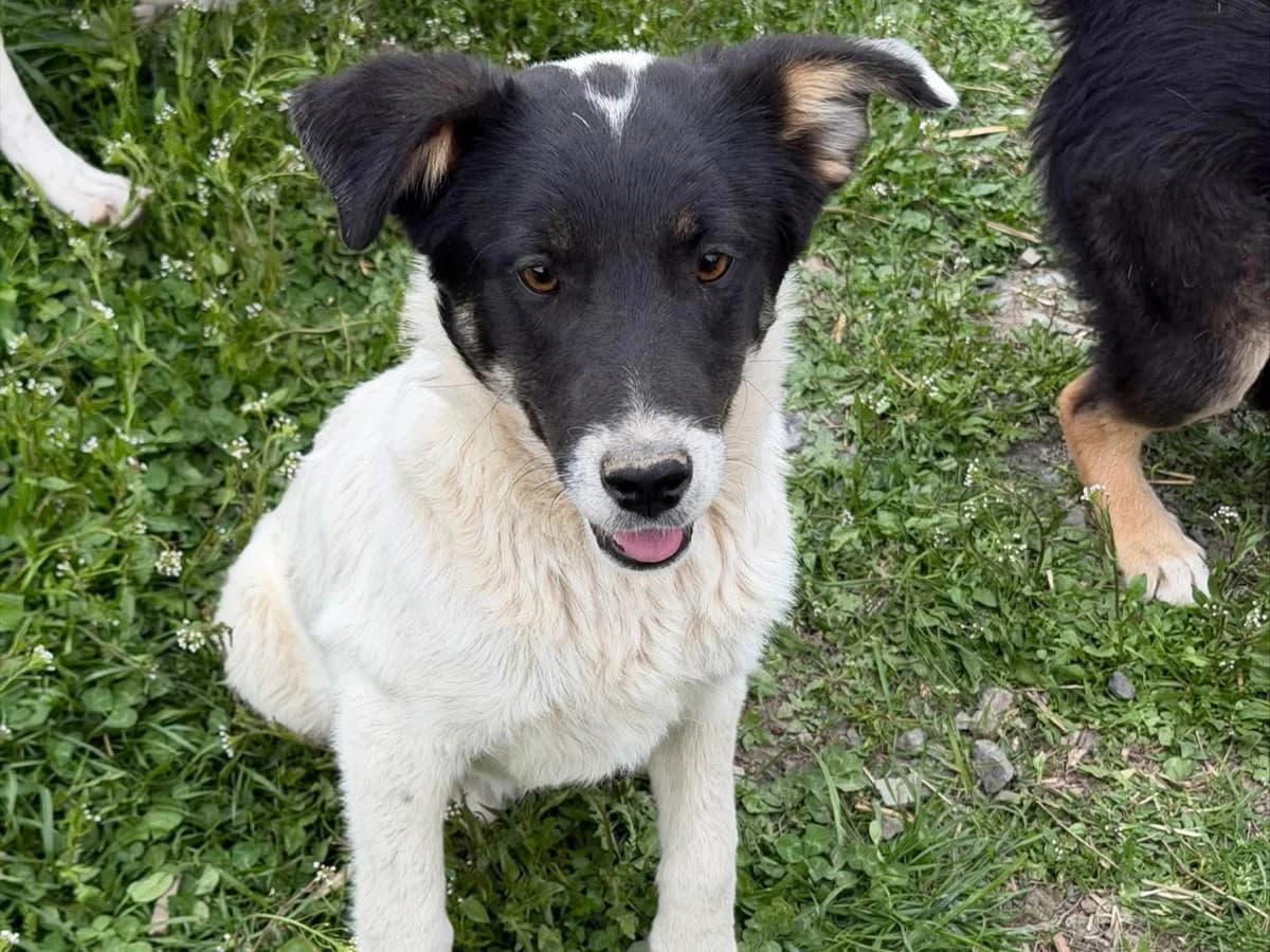 Dea, Mixed Breed (Claudias Herzenshunde)