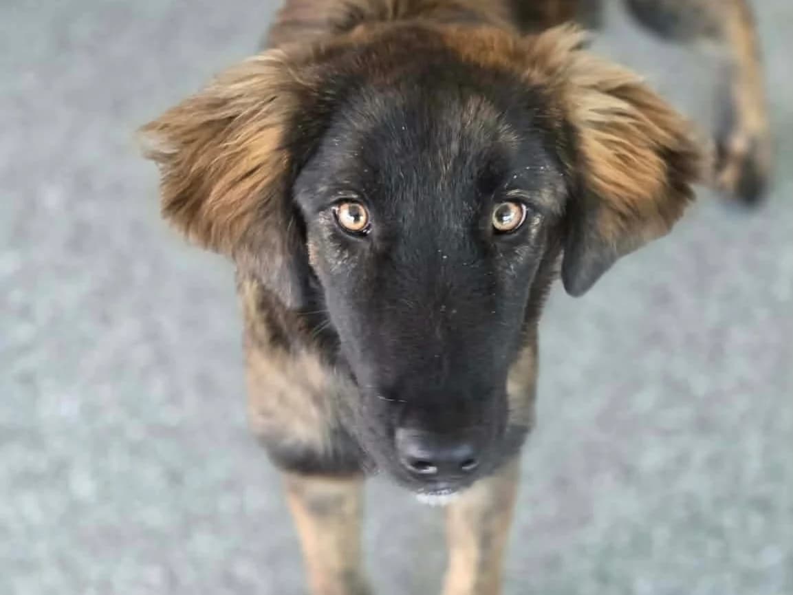 Ebby RESERVIERT, female puppy Mixed Breed for adoption at Claudias Herzenshunde, Germany