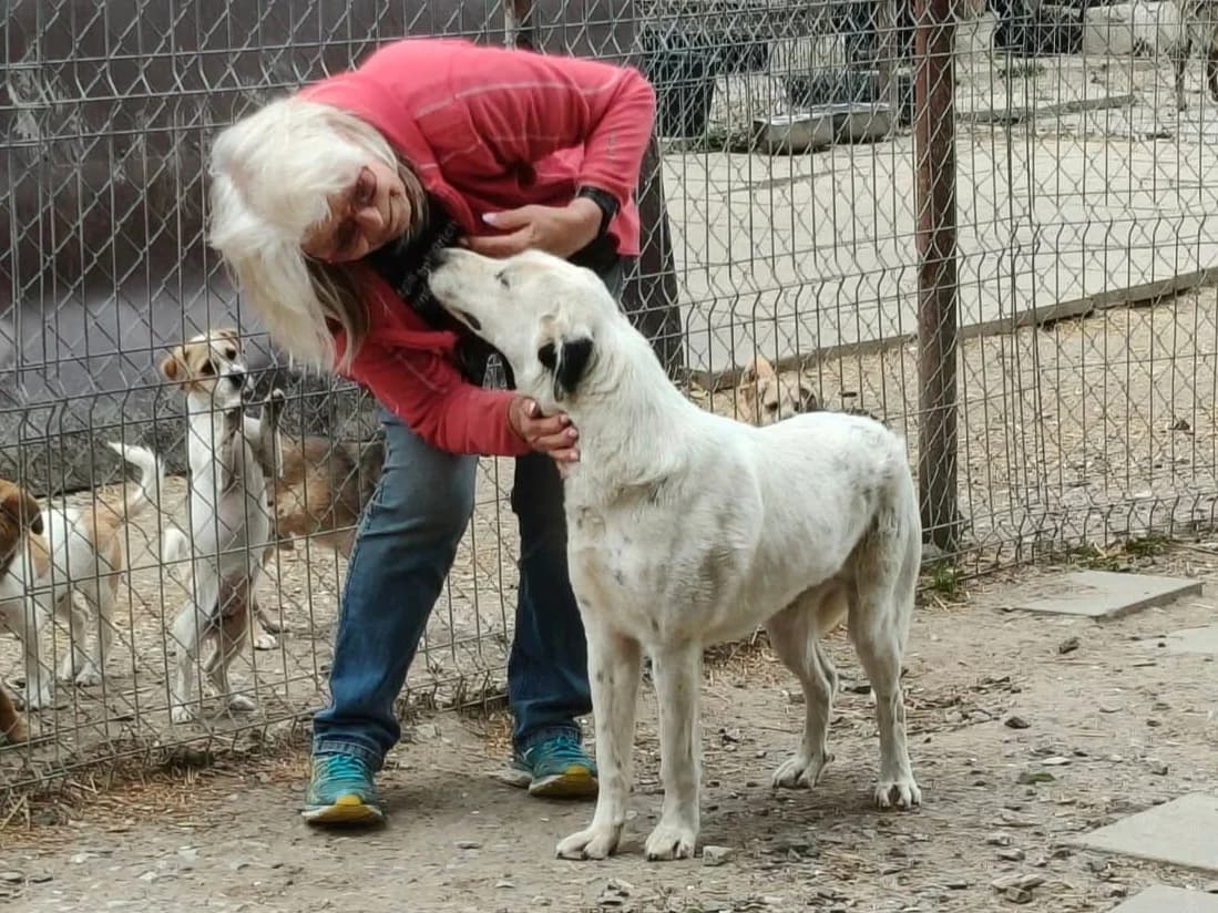 Eddi, male young Mixed Breed for adoption at Claudias Herzenshunde, Germany