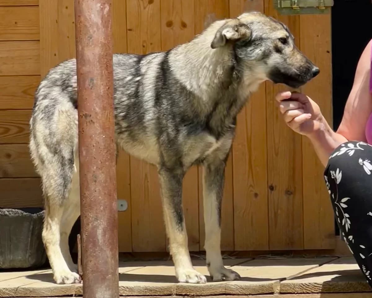 Evie, female young Mixed Breed for adoption at Claudias Herzenshunde, Germany