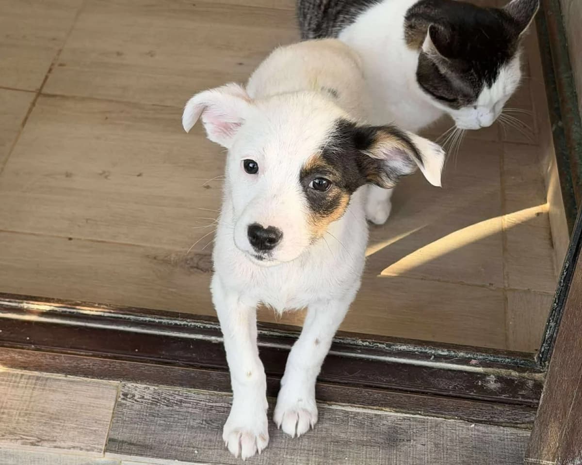 Gina im Glück, Mixed Breed (Claudias Herzenshunde)