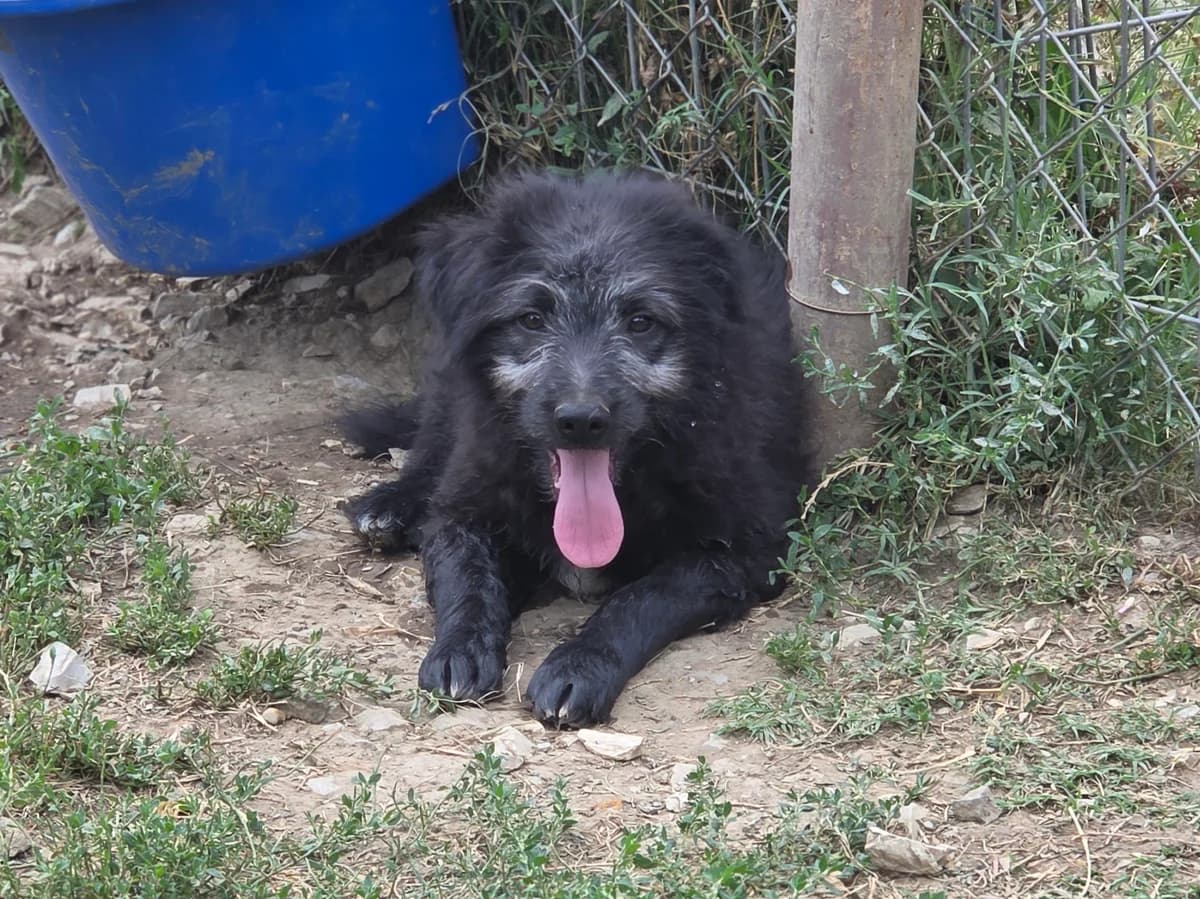 Ice, male puppy Mixed Breed for adoption at Claudias Herzenshunde, Germany