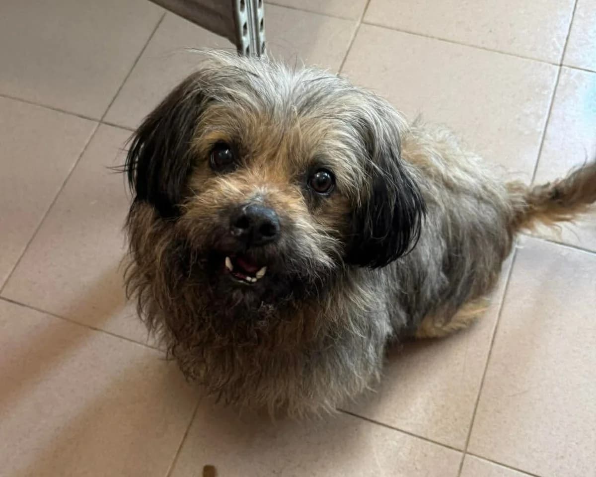 Iggy RESERVIERT, Mixed Breed (Claudias Herzenshunde)