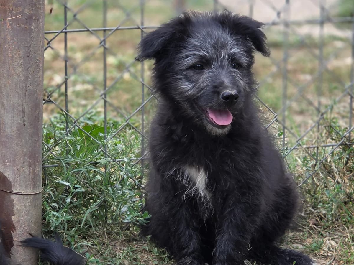 Ilvy, female puppy Mixed Breed for adoption at Claudias Herzenshunde, Germany