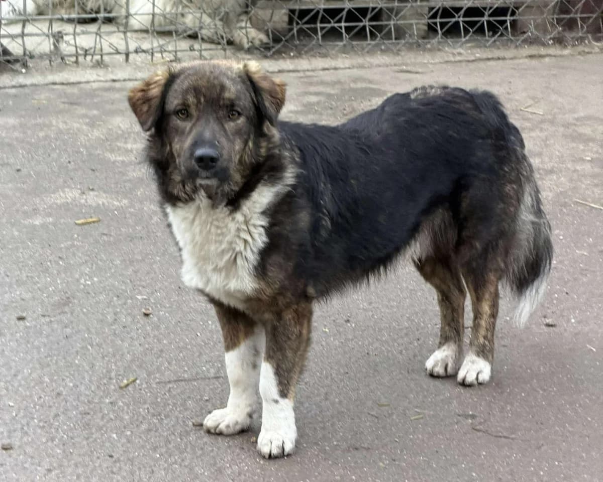 Imo, male young Mixed Breed for adoption at Claudias Herzenshunde, Germany